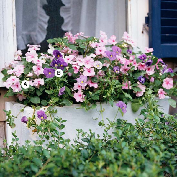 Ideas para jardinera de ventana Dazzler Pink