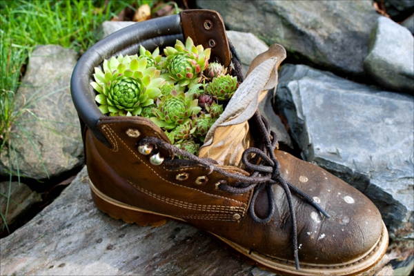 succulentes idées de jardin photos de jardin décorations de jardin chaussure