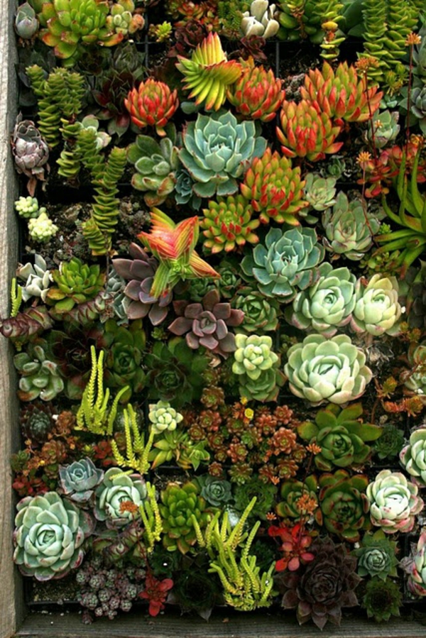 belles idées de jardin photos de jardin décorations de jardin succulentes