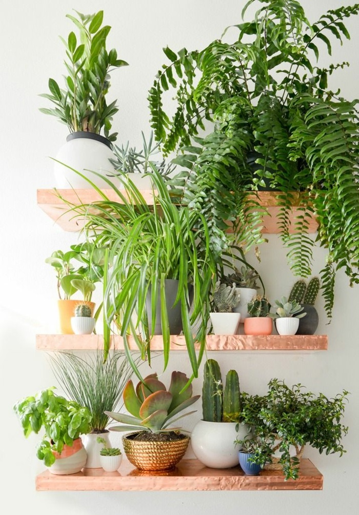 美丽的室内植物轻松打开货架上的绿色植物