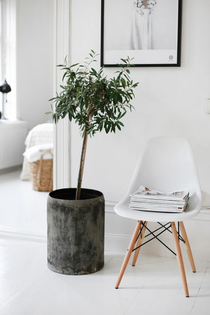 美丽的室内盆栽植物易于照顾和建立斯堪的纳维亚室内树木