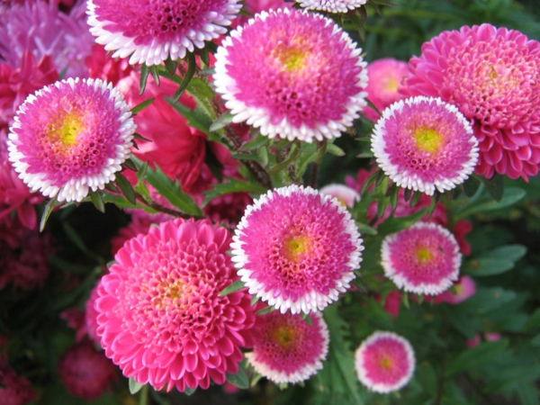όμορφα λουλούδια asters που σημαίνει ροζ