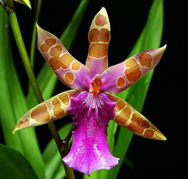 gražios gėlės orchidėja Miltonia clowesii