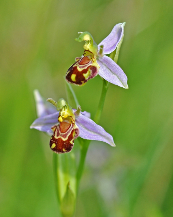 hermosas flores orquídeas abeja plantas de orquídeas