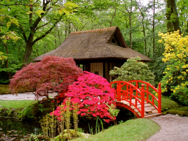 viileä kasveja ja puutarhan ideoita puu japanese