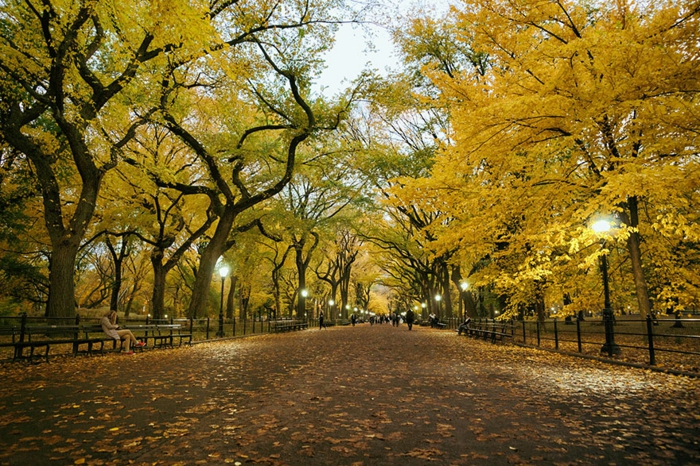 美丽的风景季节秋天中央公园纽约