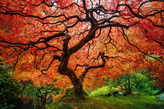风景图片季节性秋季红色设计