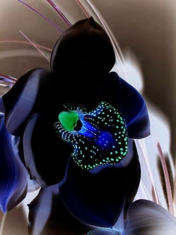 hermosas orquídeas negras flores de orquídeas