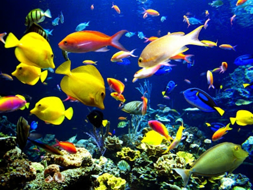美丽的动物图片五颜六色的鱼