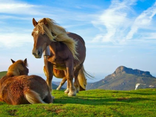 美丽可爱的动物图片一匹马