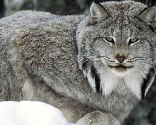 vakre dyr bilder grå wild cat