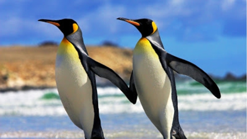 صور حيوانات جميلة طيور البطريق