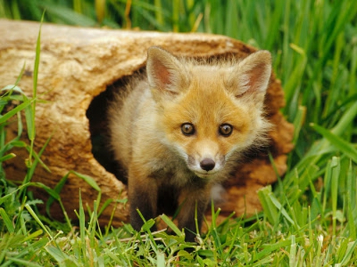 美丽可爱的动物图片小狐狸