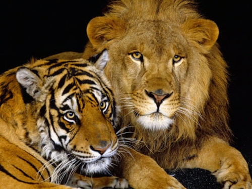 美丽的动物图片狮子和老虎