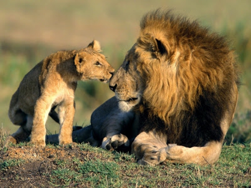 vakre søte dyr løver