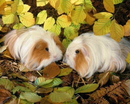 beautiful animals guinea pigs