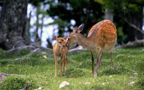 美丽的动物图片母鹿和小鹿