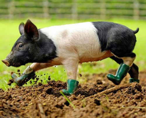 美丽的动物图片与靴子的小猪