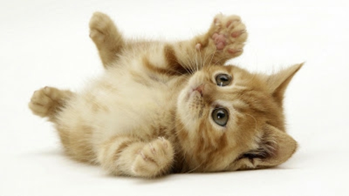 תמונות של בעלי חיים יפים חתול שובב