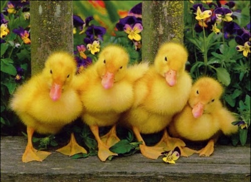 יפה חיות חמודות תמונות ארבע אפרוחים צהובים