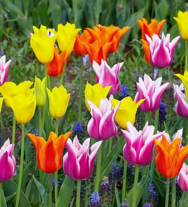 زهور الأقحوان الجميلة حديقة النباتات الطازجة الملونة