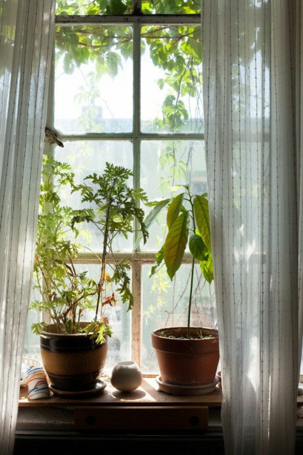 красиви закрити саксийни растения на прозореца
