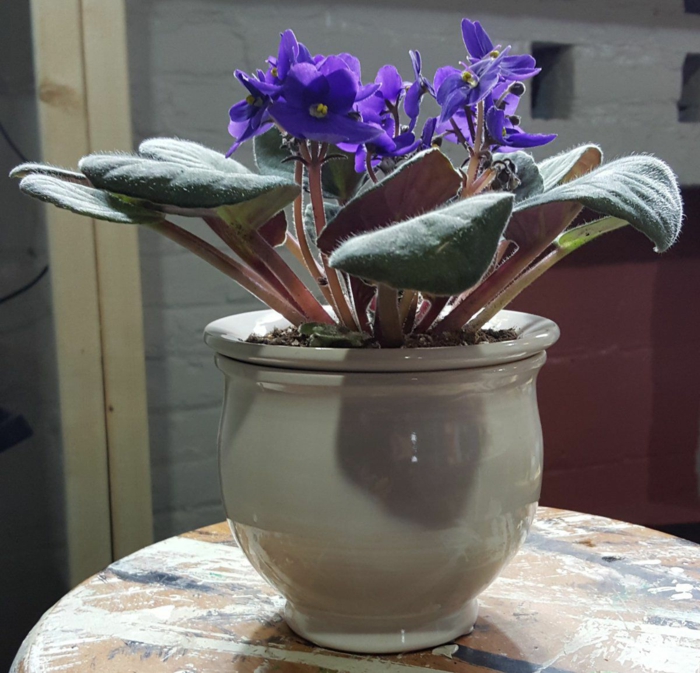 skygge planter terrasse form ideer afrikanske violetter