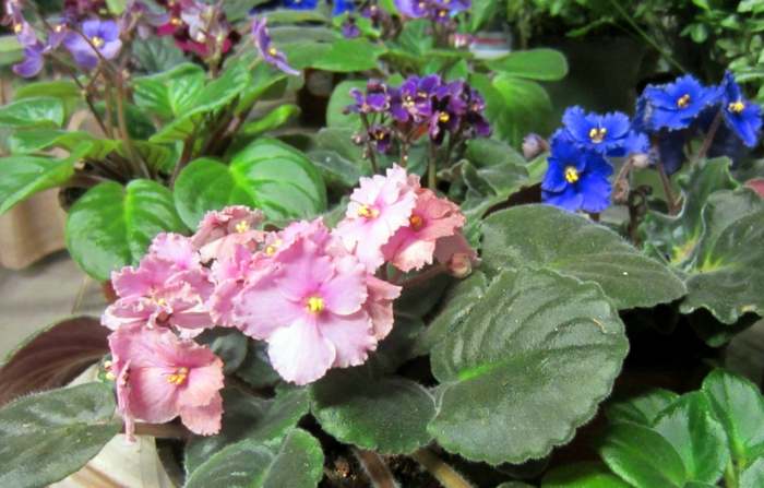 plante de nuanțe diversitate violet diversă terasă
