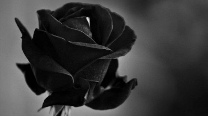 ורדים שחורים