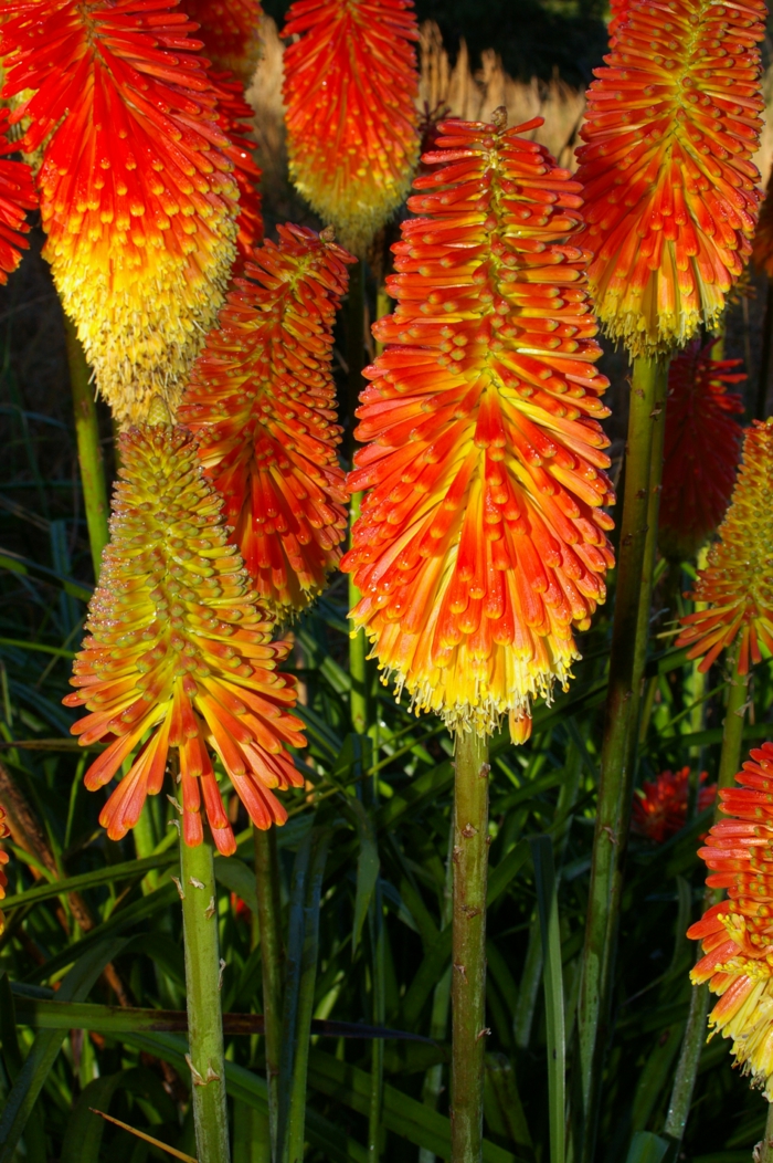الزهور الصيف الشعلة أرجواني حديقة النباتات غير عادية أفكار