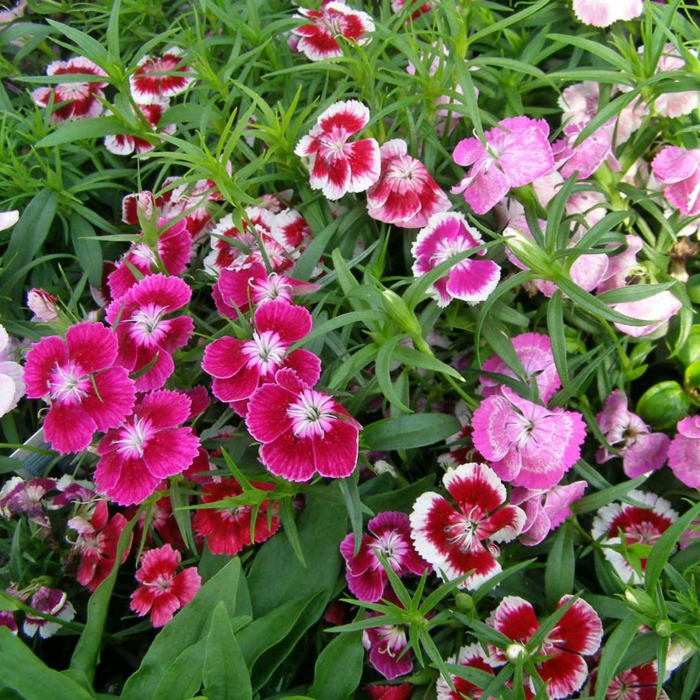 fleurs d'été jardinage d'oeillets colorés