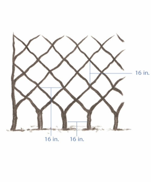 πέργκολα οικοδομήσουμε δέντρα σχέδιο μοτίβο διαμάντι
