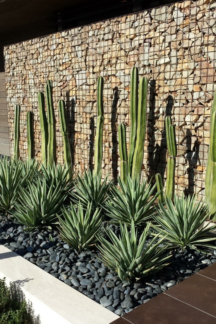 Rotstuin creëren cactus versieren de achtertuin