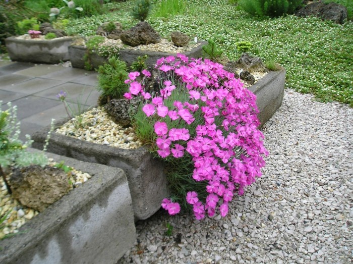 岩石花园植物Diathus sylvestris为花园带来了一些色彩