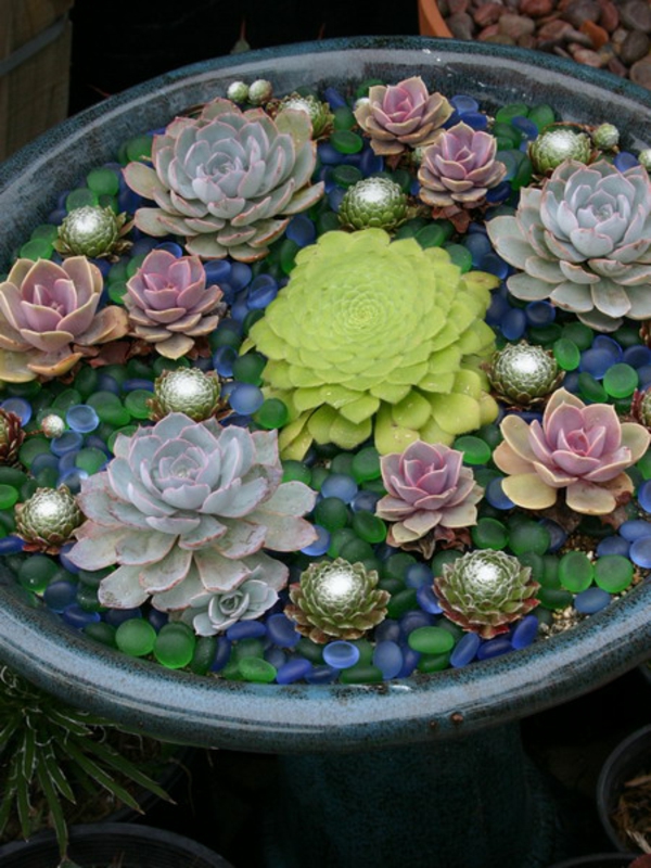 jardin de décoration coloré succulent