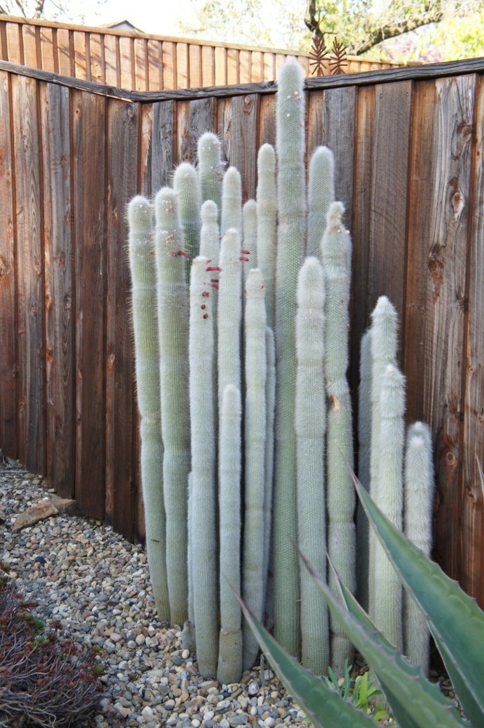 Succulentă specie de rame Cleistocactus backyard