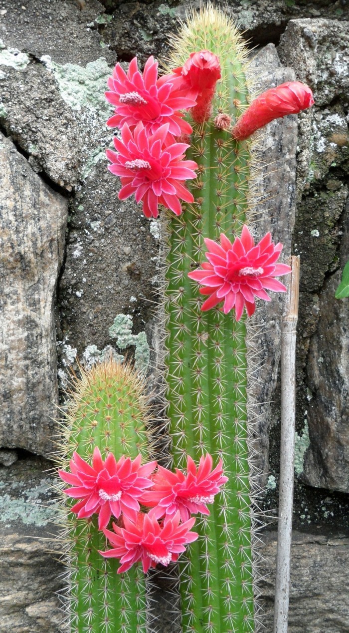 succulent species Cleistocactus beautiful cactus