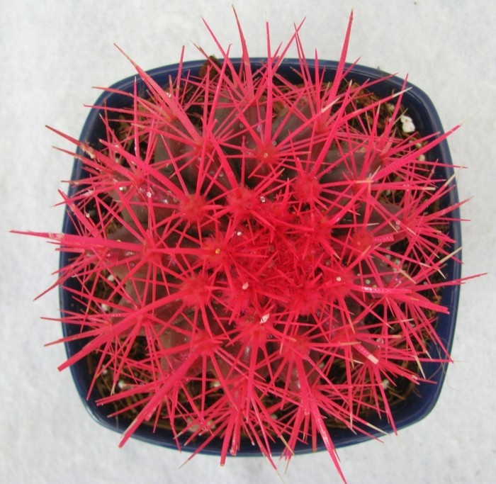 espèce succulente Echinocactus couleur fantaisie