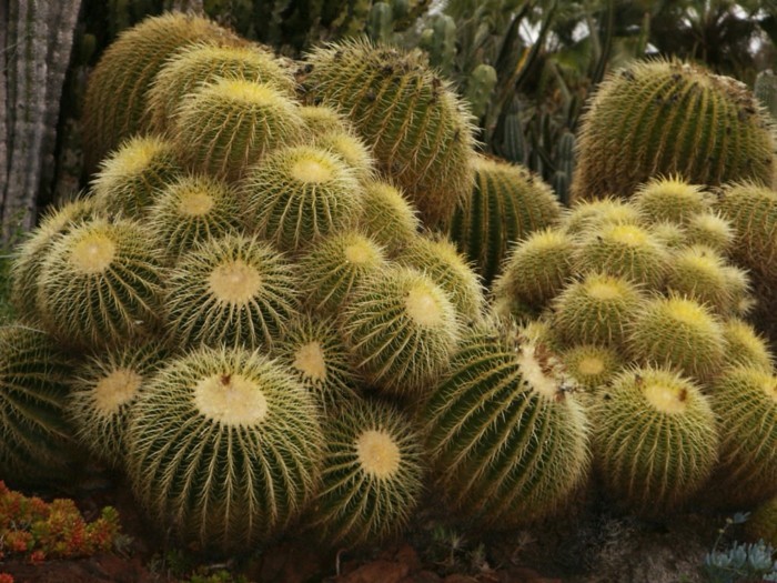 mehevät lajit Echinocactus kaktukset