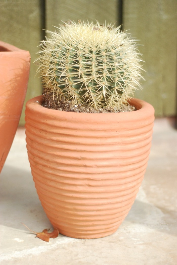 succulent species Echinocactus plant pot