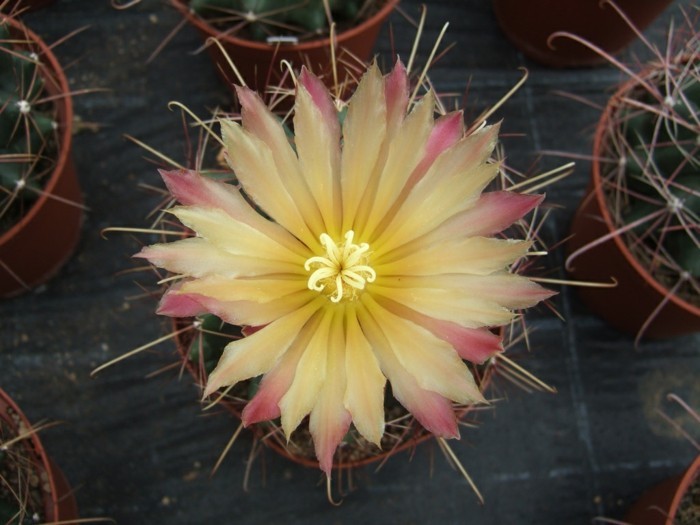 сухи видове Hamatocactus красиво цвете