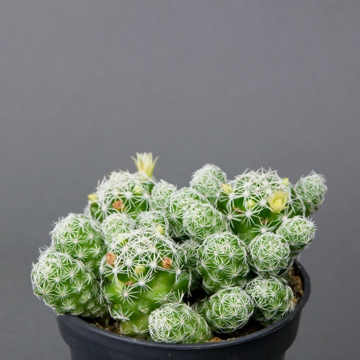espèces succulentes Mammillaria cactus