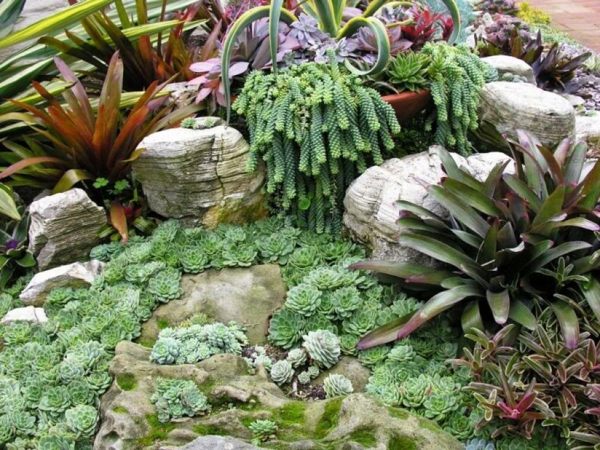 ζουμερές ιδέες κήπου φυσικές πέτρες βρύα τροπικά φυτά