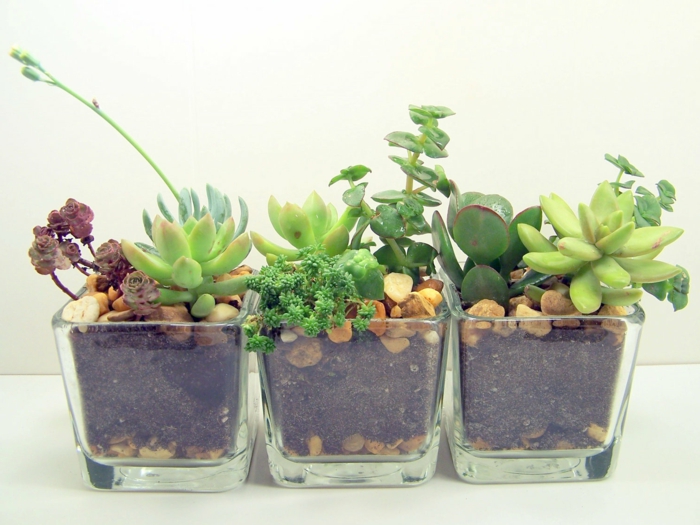 succulentes en verre idées de décoration plantes d'intérieur