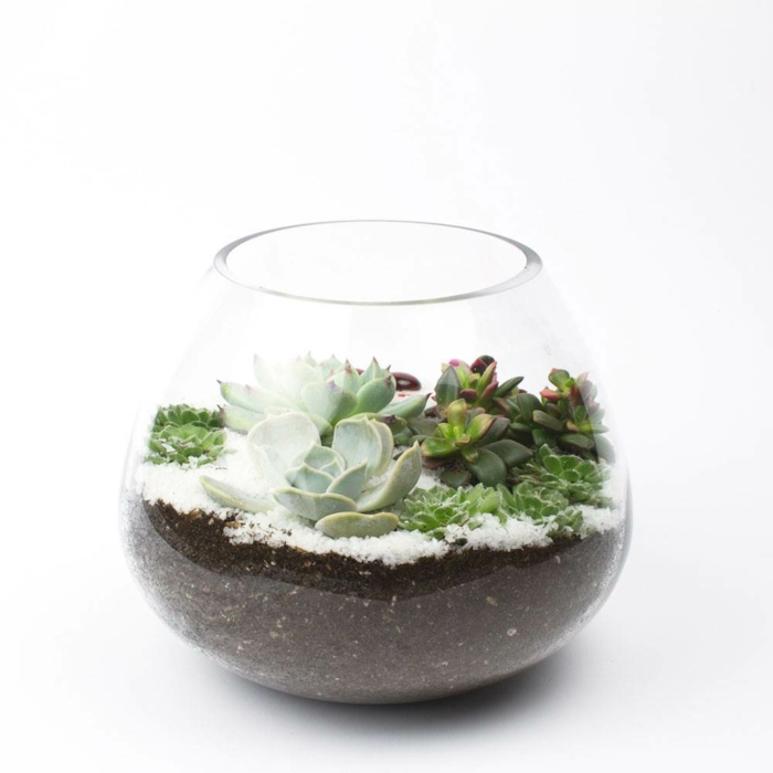 succulentes dans les contrastes de couleur de verre decoides plantes d'intérieur