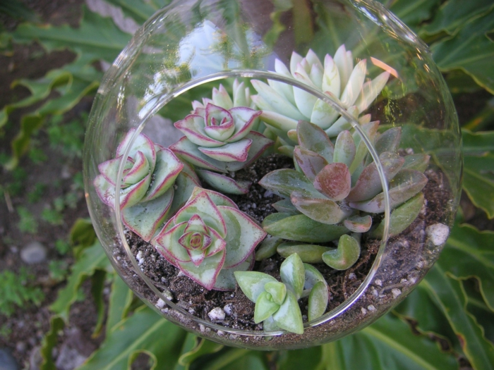 succulentes en verre accrochent des idées de terrarium
