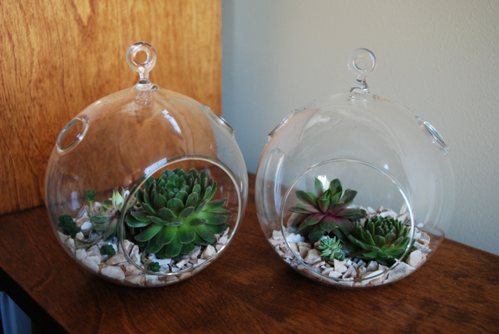 succulentes en verre accrocher des idées de décoration