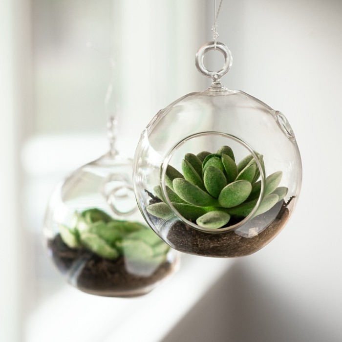succulentes dans les terrariums suspendus en verre