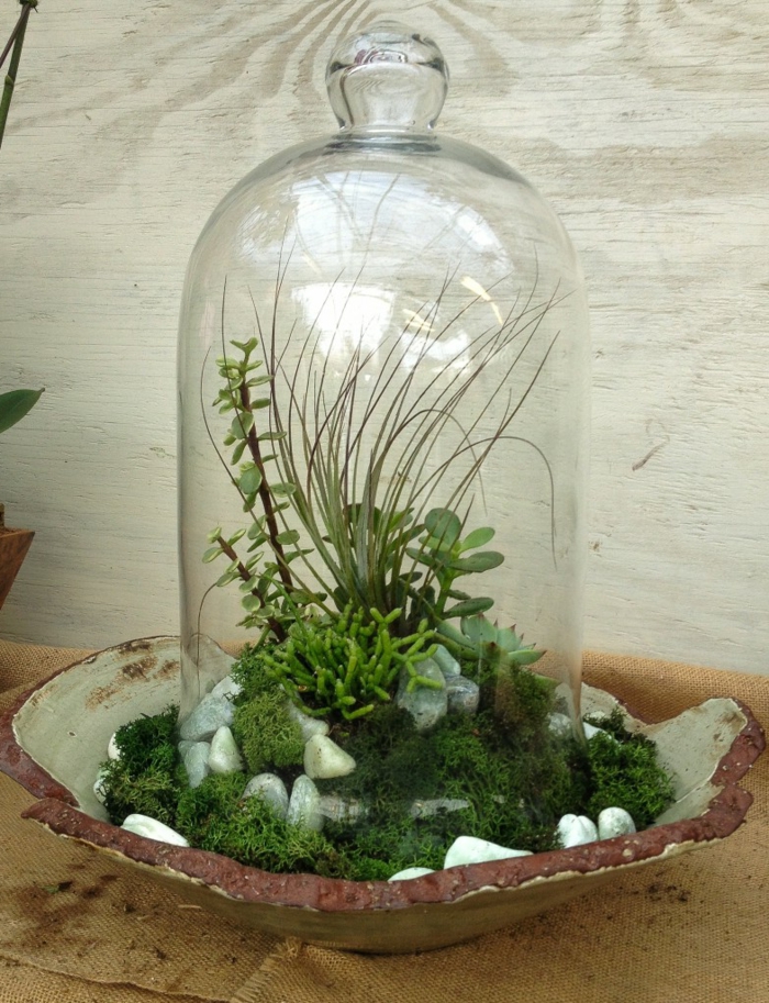 succulents σε δημιουργικές διακοσμητικές ιδέες γυαλιού