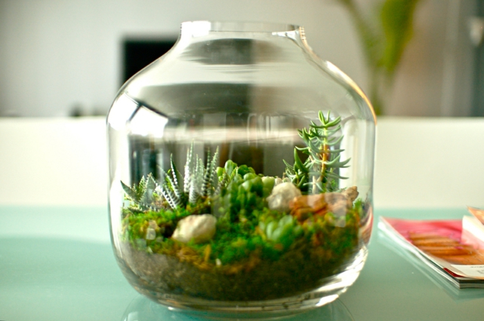 succulentes en verre mini belles idées de décor
